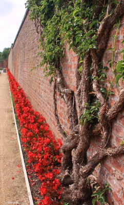 The walled garden, Rouken Glen Park, Glasgow
When the walled garden was first built to serve Thornliebank house in the late 19th century there would have been heated greenhouses along this wall.
