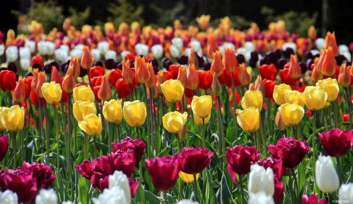 The walled garden, Culzean Castle, spring 2017
