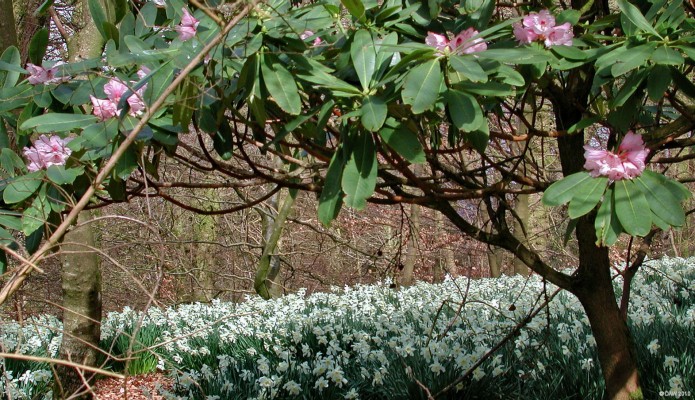 Threave Gardens, spring
