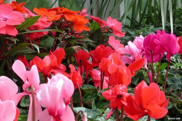 Winter Garden, Tollcross Park
A blaze of colour inside the winter gardens at Tollcross park.
