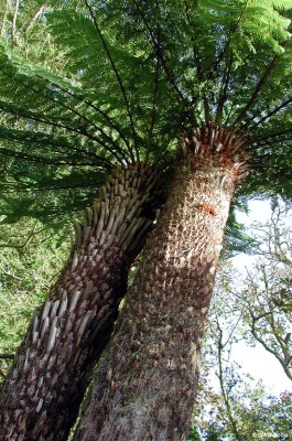 Tree Ferns, Logan Gardens, Mull of Galloway
