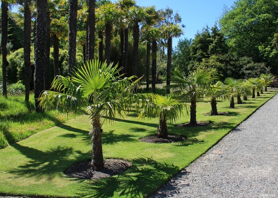 More Palm Trees, Logan Botanic garden
Logan has more Palm Trees than you can shake a stick at, the row on the grass are more recent plantings.
