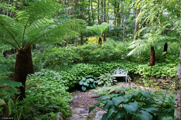 Attadale Gardens, Loch Carron
Tree ferns at [url=https://www.attadalegardens.com/] Attadale Gardens [/url] on the shores of Loch Carron.
