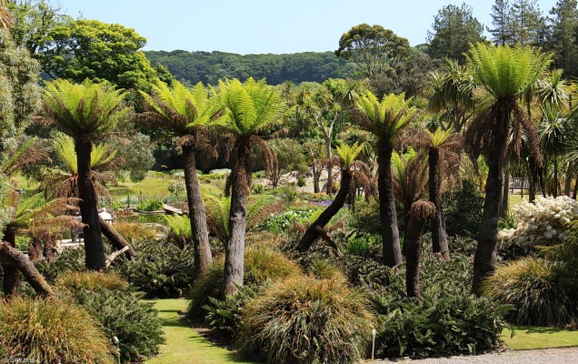 Tree Ferns, Logan Botanic Garden
These trees only grow about 25mm a year so they don't seem to change much from one year to another.

