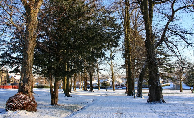The tree lined drive up to Arthurlie House, Barrhead
Up until the 1930's Arthurlie House stood on its own in a large estate but at that time Barrhead Burgh Council bought the esate for housing, some of which can be seen on the left.  Until the early 1960's the area where you see the newer housing was all fields.  When I was a boy there were still lots of Rhododendron bushes in the grounds and the remains of some of the formal gardens.  [url=http://www.streetmap.co.uk/map.srf?X=249915&Y=658294&A=Y&Z=115/] Map location. [/url]
