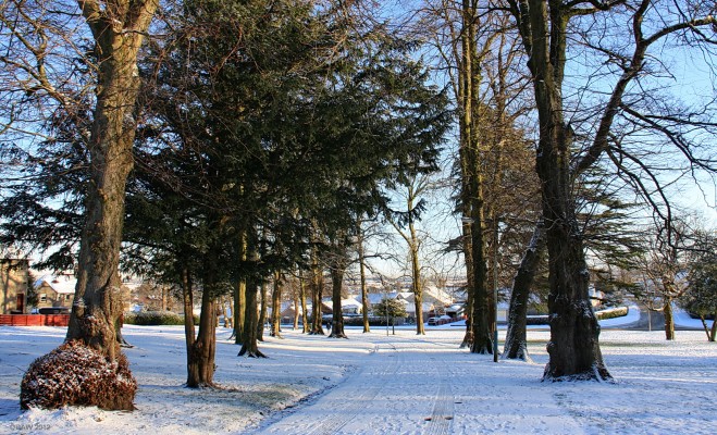 The tree lined drive up to Arthurlie House, Barrhead
Up until the 1930's Arthurlie House stood on its own in a large estate but at that time Barrhead Burgh Council bought the esate for housing, some of which can be seen on the left.  Until the early 1960's the area where you see the newer housing was all fields.  When I was a boy there were still lots of Rhododendron bushes in the grounds and the remains of some of the formal gardens.  [url=http://www.streetmap.co.uk/map.srf?X=249915&Y=658294&A=Y&Z=115/] Map location. [/url]
