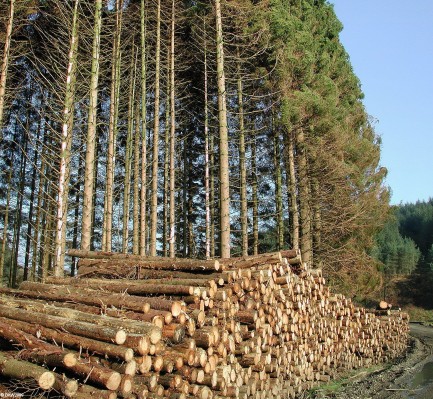 Trees today, wood tomorrow
Although Galloway Forest is a great place for walking and Cycling its main purpose is wood production, these trees near Black Loch are 25 years old (I counted the rings) so are now being harvested.  But the process will start again with new sapplings being planted in the area in a few years.  [url=http://www.streetmap.co.uk/map.srf?X=249251&Y=572582&A=Y&Z=120/] Map location. [/url]
