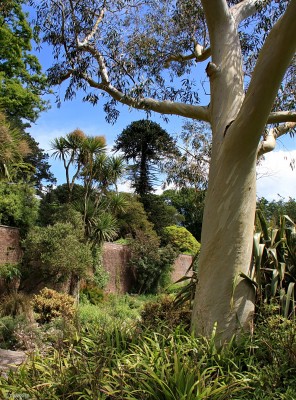 Logan Botanic Gardens, Mull of Galloway, 2010
One of the eucalyptus trees at Logan, there are apparently nearly 40 different species of the tree in the Garden.
