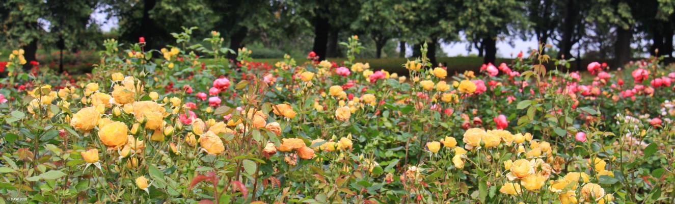 Trial Rose beds, Tollcross Park, Glasgow
