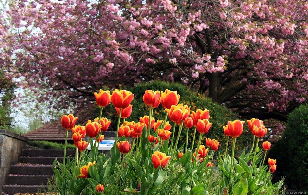 Maxton Gardens, Barrhead
Spring colour at Maxton Gardens in Barrhead.  [url=http://www.streetmap.co.uk/map.srf?X=249518&Y=659190&A=Y&Z=115/] Map location. [/url]
