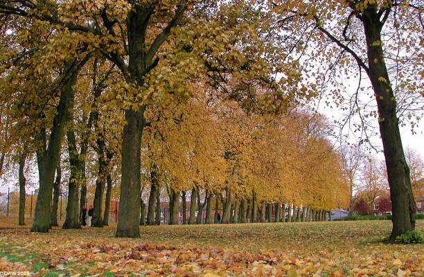 Autumn colours at the tree lined entrance to Victoria Park, Glasgow

