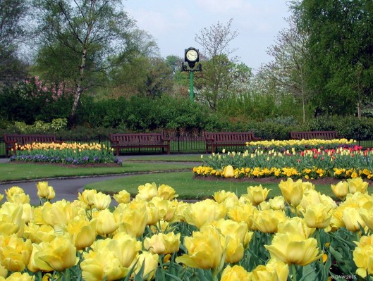 Yellow tulips, Victoria Park, Glasgow
