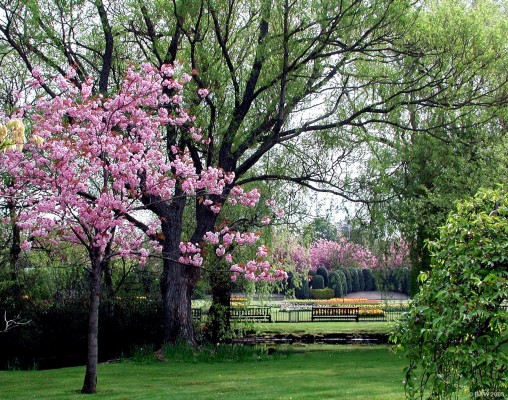 Spring time view of Victoria Park, Glasgow
Another view in Victoria Park, what can I say, its my favourite Glasgow park, colourful planting all through the spring and summer.
