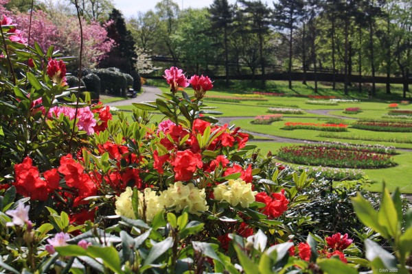 Victoria Park, Glasgow, 2018
Spring colour at Victoria Park in Glasgow.
