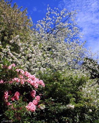 Spring colour, Victoria Park, Glasgow, 2018
