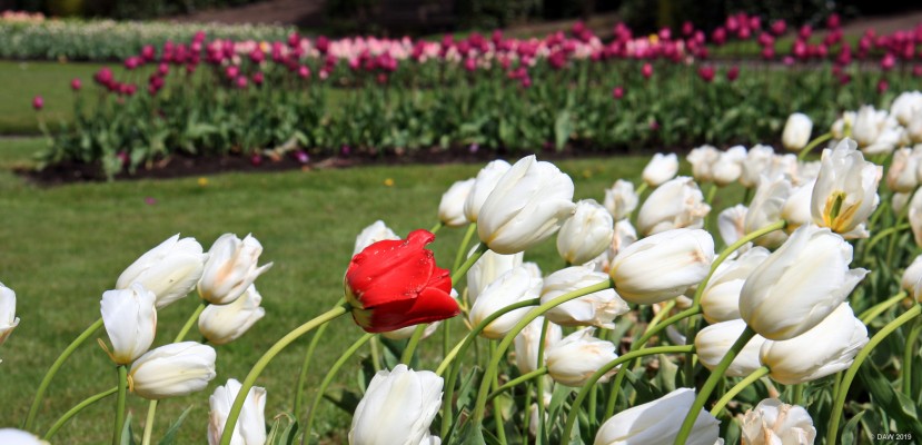 Go with the flow, Victoria Park
An unsuccessful attempt to blend in by doing as those around are doing.
