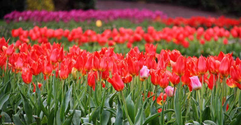 Victoria Park, Glasgow, 2016
After a dreich Glasgow winter there's nothing more uplifting than  to see the spring colours in Victoria Park.
