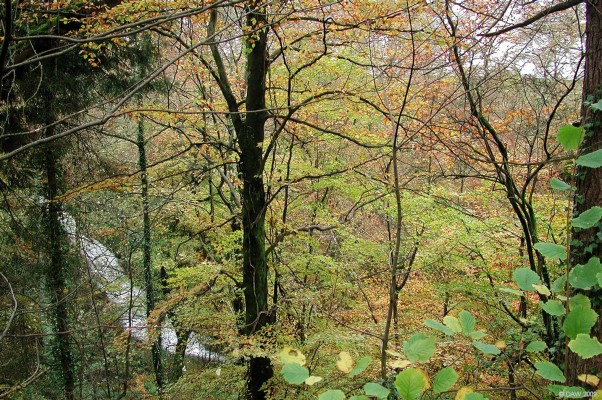 Waulkmill Glen, Autumn
Part of the currently evolving Dams to Darnley country park. [url=http://www.streetmap.co.uk/map.srf?X=252200&Y=658042&A=Y&Z=115/] Map location. [/url]

