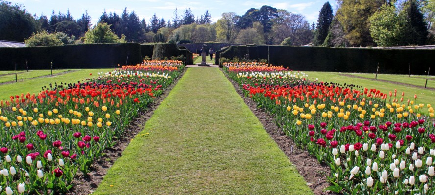 The walled Garden, Culzean Castle, spring 2017
