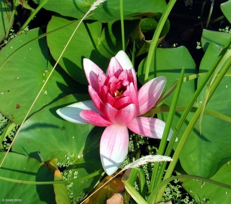 Water Lilly, Glenwhan Gardens, near Stranraer
