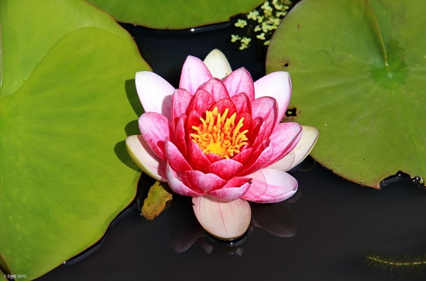 Water Lily, Logan Botanic Gardens
