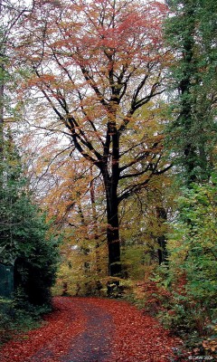 Waulkmill Glen in Autumn
Glasgow Corporation and East Renfrewshire council are currently developing the area around the dams above Barrhead (including waulkmill glen) into the [url=http://www.damstodarnley.org/index.php?id=1/] Dams to Darnley [/url] country park.
