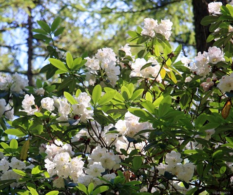 White Rhododendron, Arduaine Gardens
The sun light filters through the trees on to white rhododendron below at Arduaine Gardens, Agyll & Bute.
