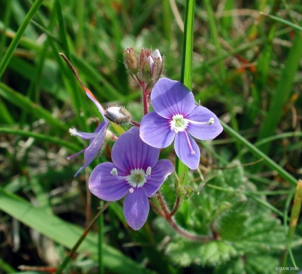 Wild flowers in the fields above Braeface farm just outside Neilston
