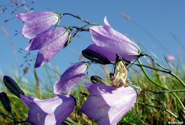 Wild flowers, Dyke Hill, East Renfrewshire
[url=http://www.streetmap.co.uk/streetmap.dll?G2M?X=248925&Y=656055&A=Y&Z=120/] Map location. [/url]
