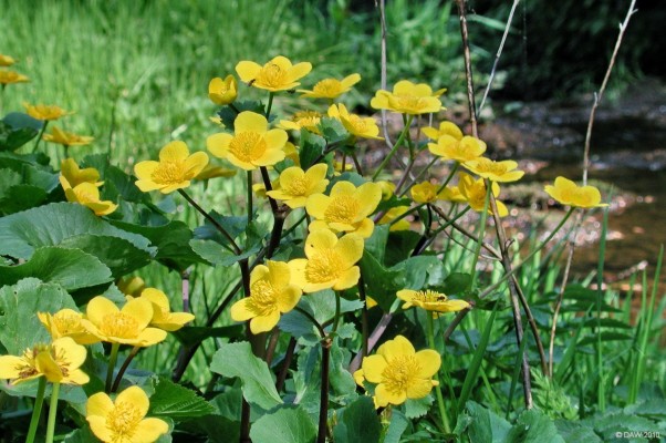 Wild flowers, Midgehole Glen
Wild flowers on the bank of Levern Water in Midgehole Glen.  [url=http://www.streetmap.co.uk/map.srf?X=246735&Y=656130&A=Y&Z=115/] Map location. [/url]
