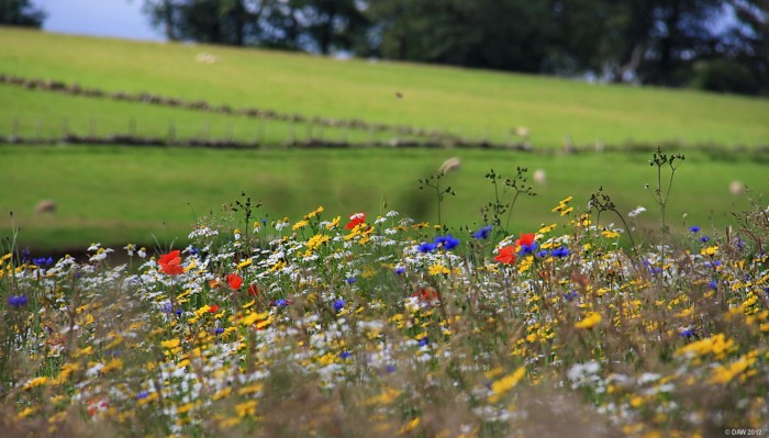 Wild flower meadow, Loudoun Hill, East Ayrshire
A planted wild flower meadow at the car park for Loudoun Hill, 2010l. [url=http://www.streetmap.co.uk/map.srf?X=262157&Y=636966&A=Y&Z=115&ax=261272&ay=637819/] Map location. [/url]
