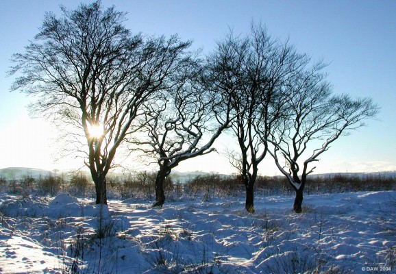 East Renfewshire Community Woodland
