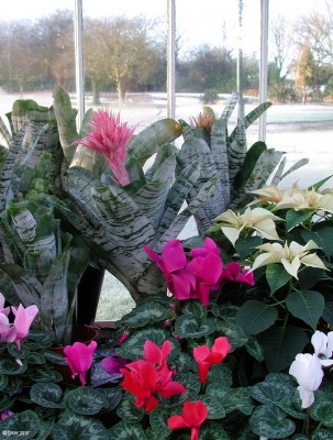 Winter Garden, Tollcross Park
Some winter colour in the winter garden on a frosty day at Tollcross Park, Glasgow.
