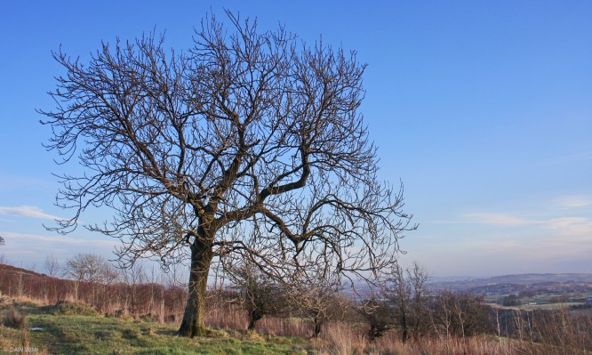 Winter Tree, Lochliboside Hills
[url=http://streetmap.co.uk/map.srf?X=246840&Y=657641&A=Y&Z=120/] Map location. [/url]
