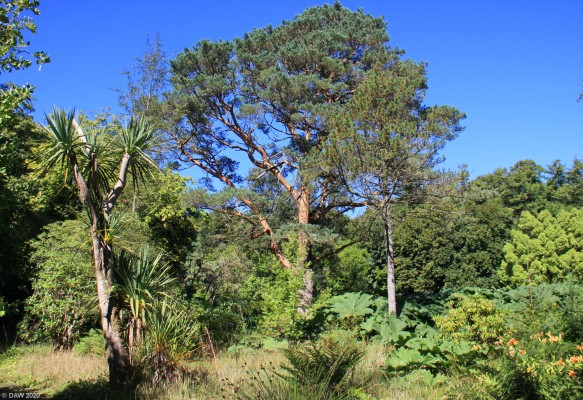 Woodland, Achamore Gardens, Gigha
Achamore Gardens on Gigha covers some 54 achres of land and much of it is woodland walks scattered with unexpected plants.  [url=http://streetmap.co.uk/map.srf?X=164226&Y=647735&A=Y&Z=115/] Map location. [/url]
