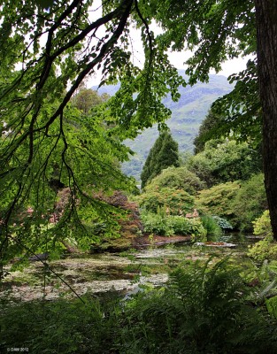 Benmore Botanic Garden, 2010
The pond at Benmore gardens. [url=http://www.streetmap.co.uk/map.srf?X=214032&Y=685686&A=Y&Z=115/] Map location. [/url]
