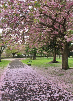 Anderson Memorial Park, Largs
Even on a dull day the cherry Blossom In Anderson Park look fantastic.  [url=http://www.streetmap.co.uk/map.srf?X=220753&Y=658681&A=Y&Z=115&ax=220753&ay=658681/] Map location. [/url]
