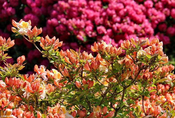 Azalea, Castle Kennedy Garden
Early summer colour at Castle Kennedy Gardens, Dumfries & Galloway.
