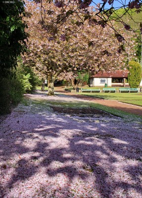 Cherry Blossom carpet, Douglas Park
Spring in Douglas Park, Largs.  [url=http://www.streetmap.co.uk/map.srf?X=220861&Y=658786&A=Y&Z=115/] Map location. [/url]

