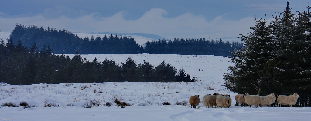Waves of cloud, Moyne Moor
Even the sheep seem to notice the strange wave effect on the distant cloud. [url=http://www.streetmap.co.uk/map.srf?X=247905&Y=653174&A=Y&Z=115/] Map location. [/url]
