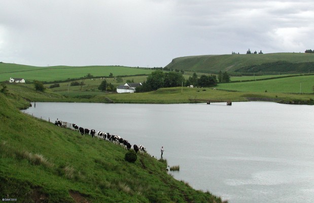 Curious Cows, Commore Dam
Even the cows want to get into the fishing action at Commore Dam,  The Neilston Pad is in the back ground.  [url=http://www.streetmap.co.uk/map.srf?X=245934&Y=654470&A=Y&Z=120/] Map location. [/url]
