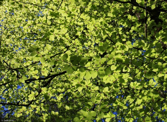 Dappled light, Crarae Gardens
The fresh green spring time leaves on the woodland walk at Crarae Gardens
