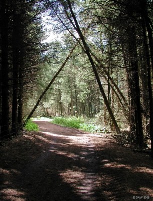 Fallen trees near Harelaw Dam
If a tree falls in the forest and there's nobody there does it still make a sound?  [url=http://www.streetmap.co.uk/streetmap.dll?G2M?X=247360&Y=653325&A=Y&Z=3/] Map location. [/url]

