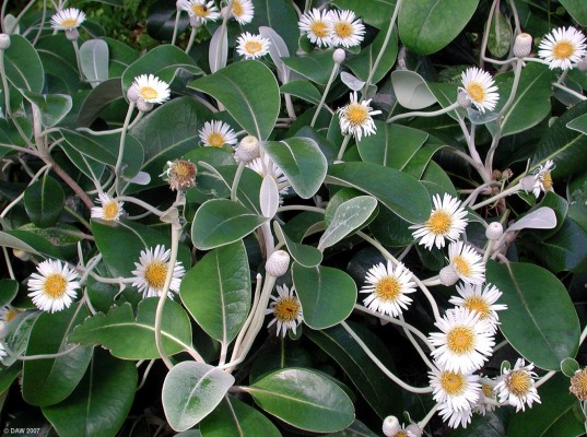 Flowers at Inverewe Gardens, near Poolewe
[url=http://www.multimap.com/map/browse.cgi?lat=57.7769&lon=-5.602&scale=25000&icon=x/]Map location[/url]
