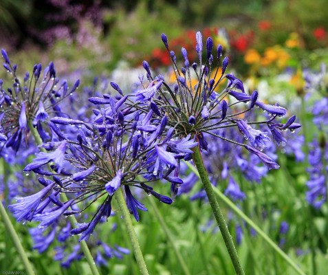 Flowers, Logan Botanic Gardens
Summer colour at Logan Gardens in the Mull of Galloway.  [url=http://www.streetmap.co.uk/map.srf?X=209453&Y=542549&A=Y&Z=120/] Map location. [/url]
