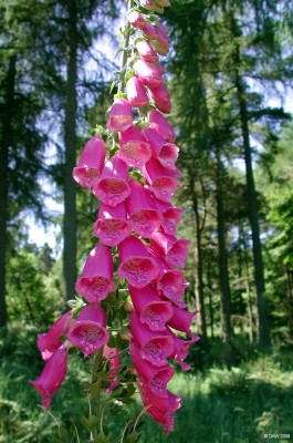 Fox Glove
Wild Fox Glove in the woods next to Glanderston Dam [url=http://www.streetmap.co.uk/streetmap.dll?G2M?X=249670&Y=656600&A=Y&Z=3/]Map location[/url]
