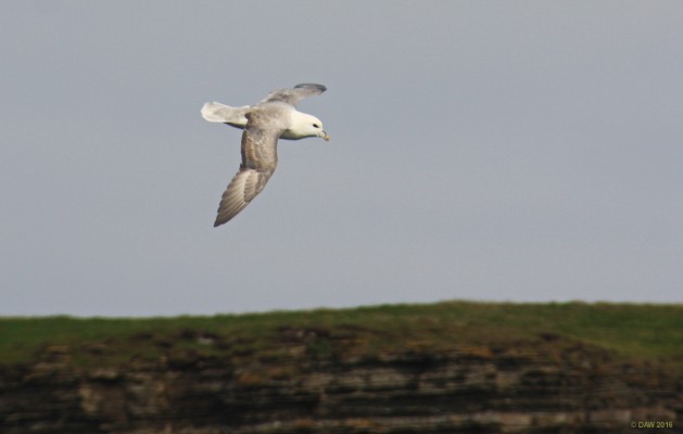 Fulmar, Island of Stroma
At first glance you can mistake a Fulmar for a common Gull but they are slightly smaller and have a distinctive tube nose.  They are cliff nesting and are a common sight here in the North East of Scotland.  [url=http://streetmap.co.uk/map.srf?X=335217&Y=976151&A=Y&Z=126/] Map location. [/url]
