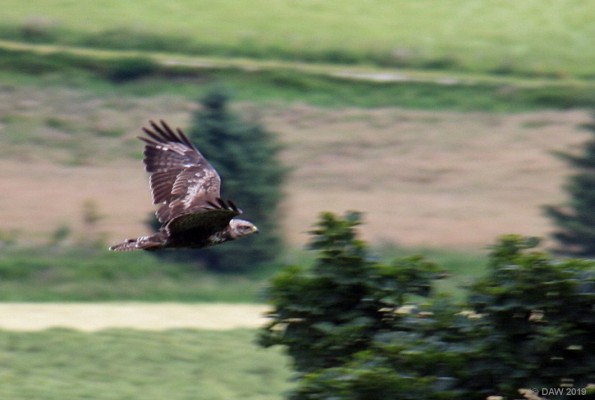 Hawk, Glenbuchat, Aberdeenshire
[url=http://streetmap.co.uk/map.srf?X=339749&Y=814932&A=Y&Z=120/] Map location. [/url]
