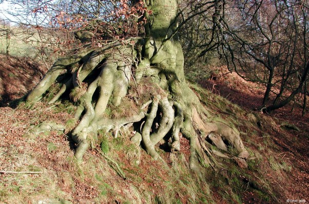 Knurly tree roots, Killoch Glen
[url=http://www.streetmap.co.uk/map.srf?X=247865&Y=658020&A=Y&Z=115/] Map location. [/url]
