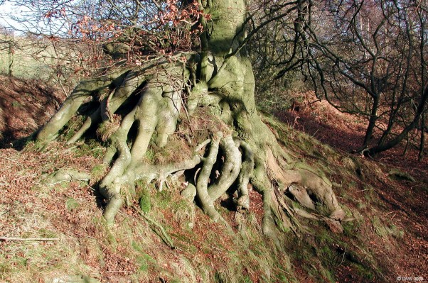 Knurly tree roots, Killoch Glen
[url=http://www.streetmap.co.uk/map.srf?X=247865&Y=658020&A=Y&Z=115/] Map location. [/url]
